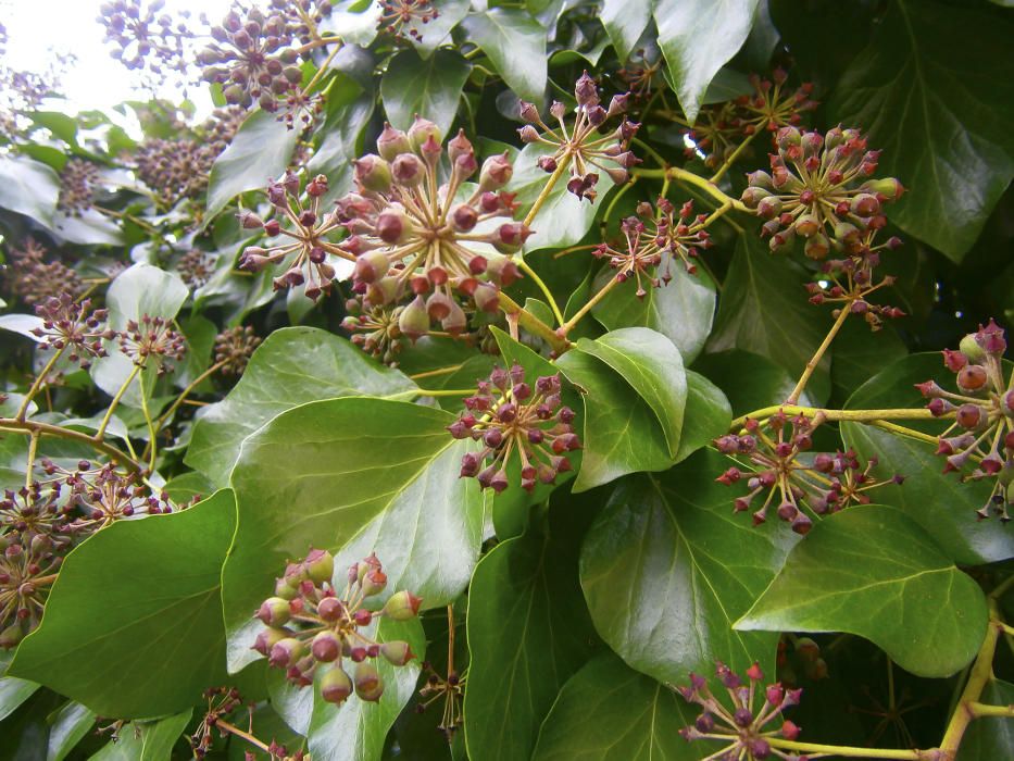 El fruit. És tan normal, tan coneguda, que ens passa desapercebuda i no ens fixem en ella, però és una meravella. Aquí, el fruit de l’heura (Hedera helix). Arreu la tenim, però aquesta és concretament d’Òdena.