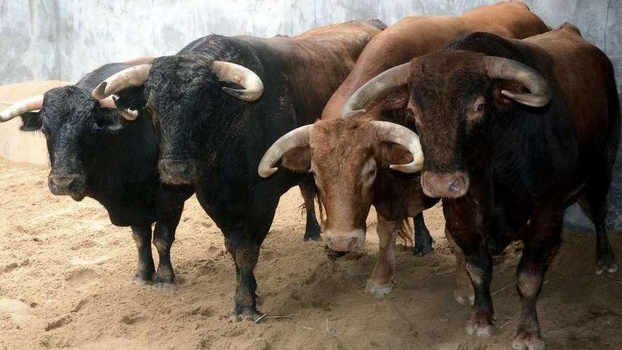 Toros de la ganadería Alcurrucén, que fueron desembarcados ayer en los corrales de la plaza. // R. V.