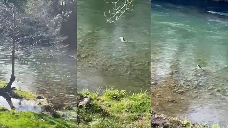 El baño de una nutria en el Sella congrega a numerosos curiosos; entre ellos, varios patos silvestres.