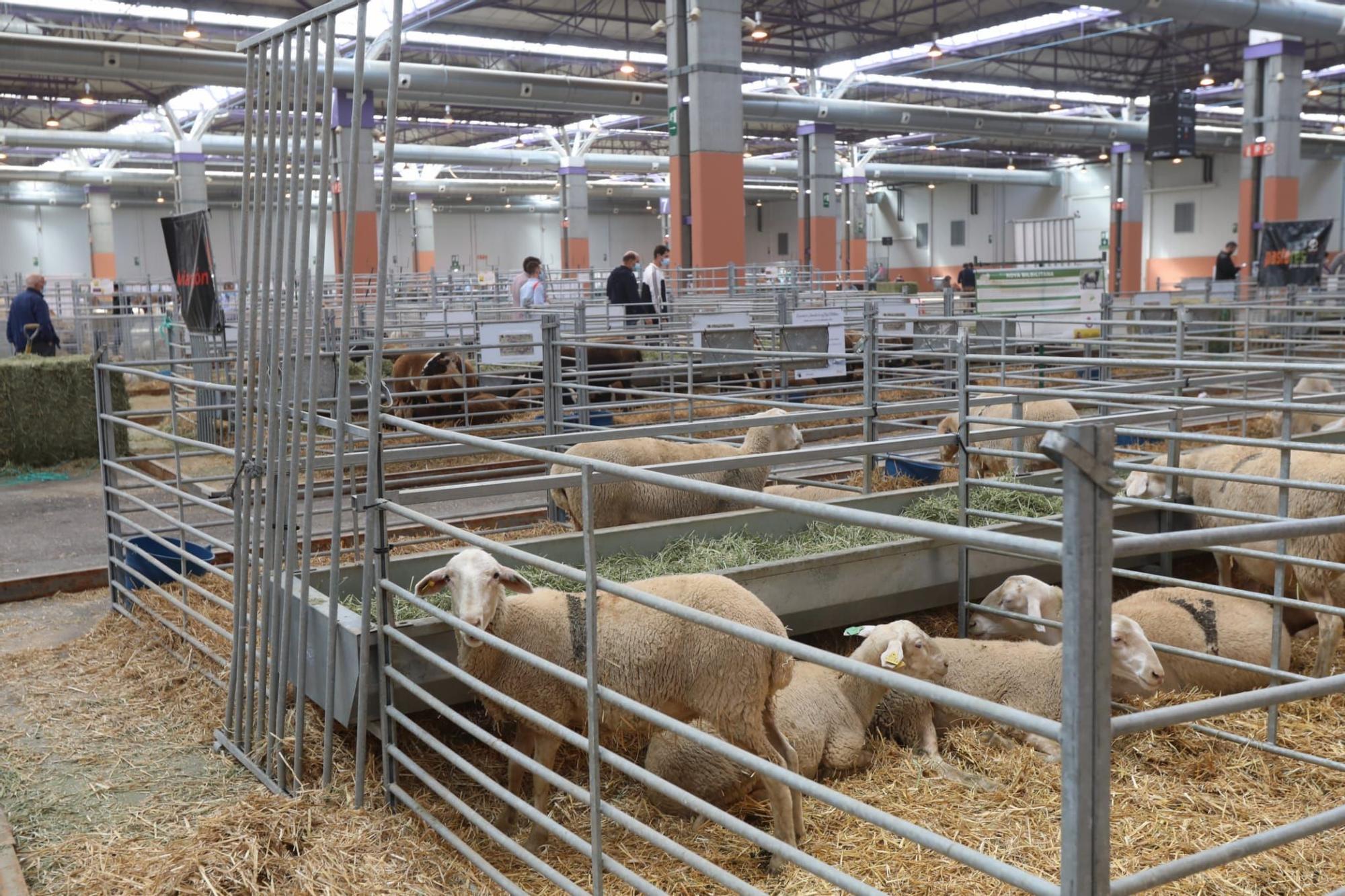 FOTOGALERÍA | La industria ganadera devuelve la alegría a la Feria de Zaragoza