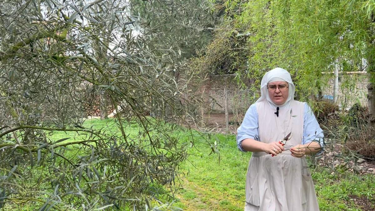 Sor Paloma corta y recoge ramas de olivo que se utilizarán en la liturgia de Semana Santa.