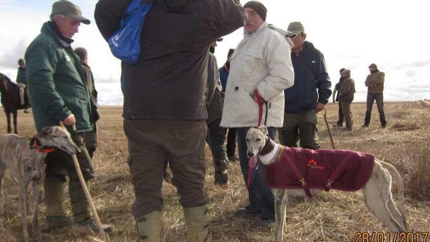 Cala y Cayetana, dos mangíficas finalistas del Galgo Español