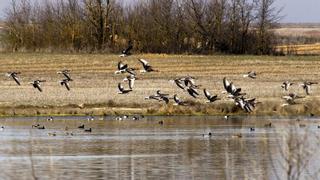 Lagunas de Villafáfila, el paraíso de cerca de seis mil aves invernantes