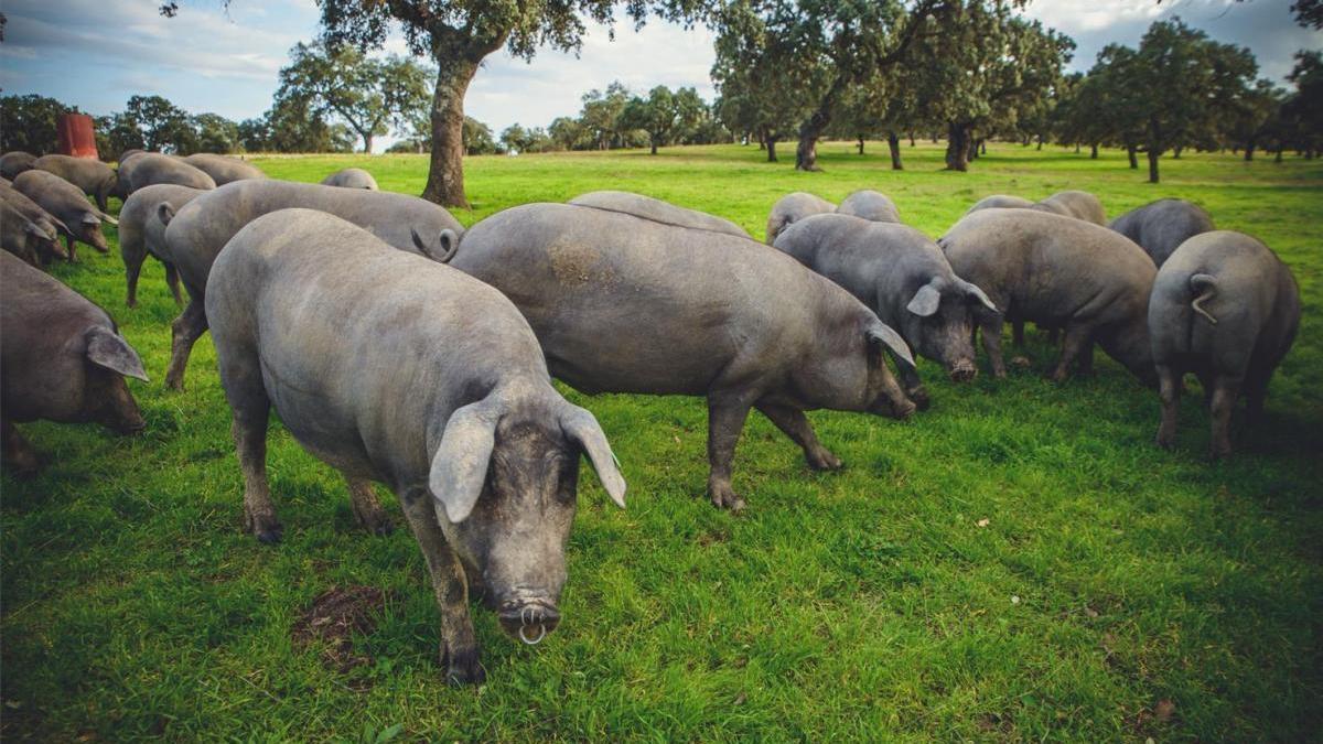 La granja La Romana de Pozoblanco consigue dos de los premios al cerdo ibérico del certamen Porc d&#039;Or