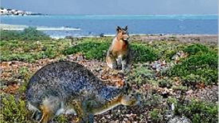 La il·lustració compara el conill gegant de Menorca amb un d&#039;actual