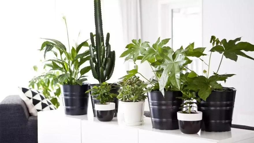 La planta de interior que deberías de poner en tu casa desde ya para refrescarla