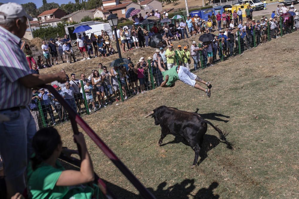 Así ha sido la espectacular cogida en Venialbo