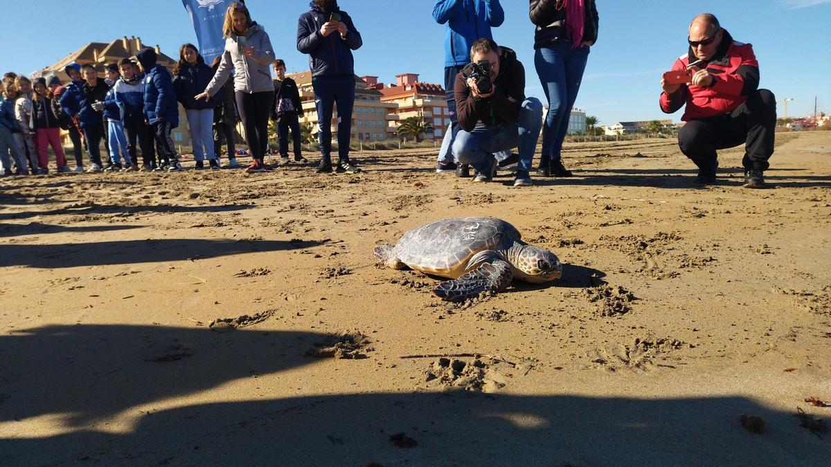 La tortuga Poseidón avanza hacia el mar en la playa del Raset de Dénia