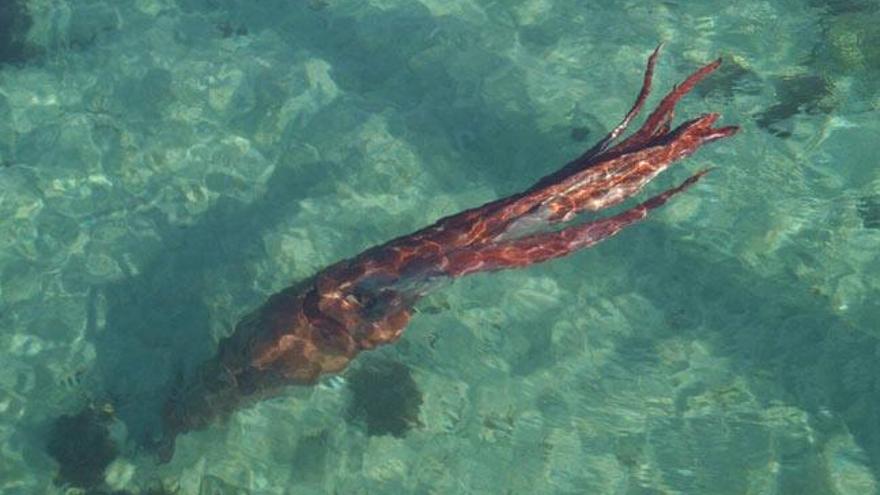 Fotografien amb vida el calamar gegant de la Corunya