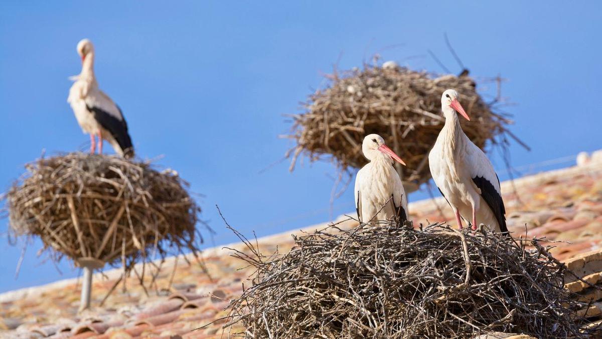 La mayor colonia de cigüeña blanca se encuentra en este pueblo de La Rioja