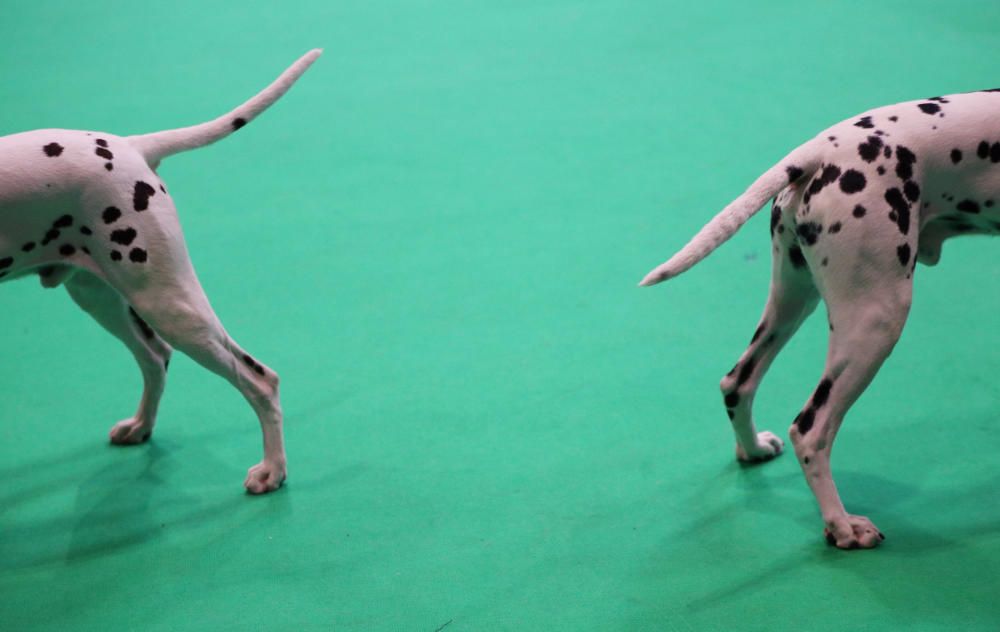 Crufts 2019: L'exhibició de gossos més gran del món