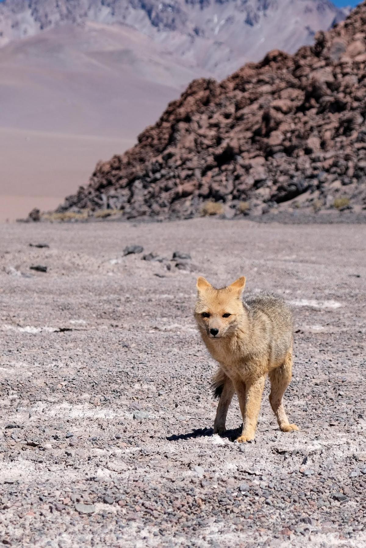 Sònia Colomo i Eloi Miquel a la "Ruta de los Seismiles", a l'Argentina Sònia Colomo i Eloi Miquel a la "Ruta de los Seismiles", a l'Argentina