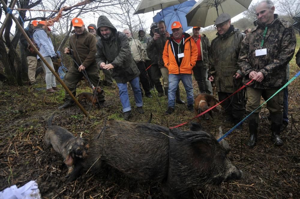 Curso de rastreo con perros de sangre