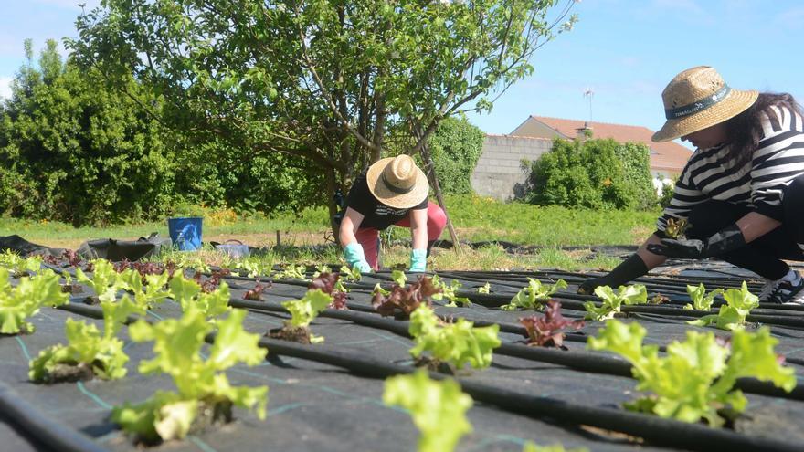 La persistente lluvia amenaza la agricultura arousana