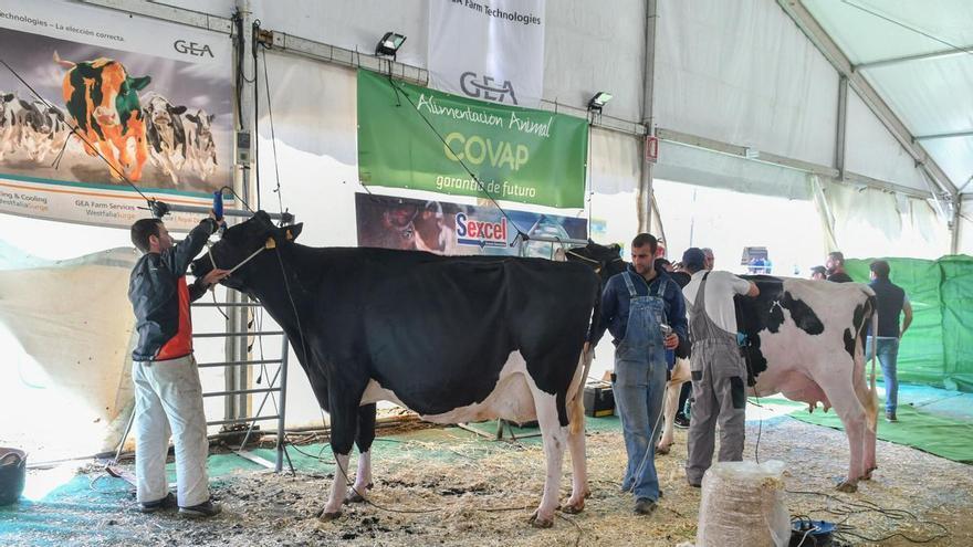 Feria de Agroganadera de Pozoblanco 2026: robots de ordeño, catas gastronómicas y concursos