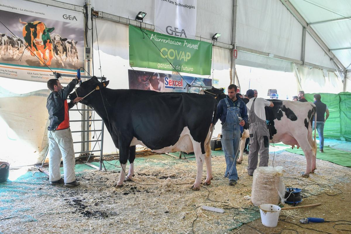 Feria Agroganadera de Pozoblanco, en una imagen de archivo.