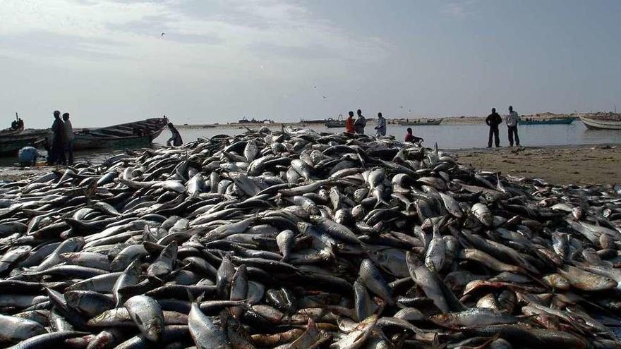 Pescado almacenado en el puerto mauritano de Nouakchott. // European Commission