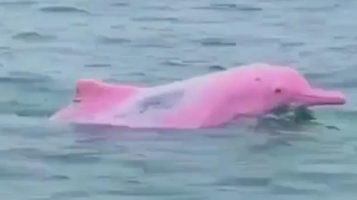 delfin rosa (1)