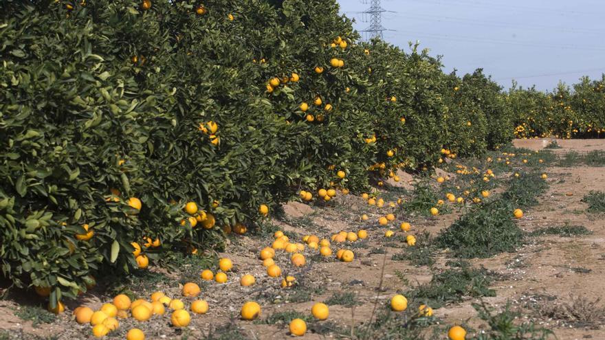 La sequía dispara un 56% los daños en los cultivos de la C.Valenciana