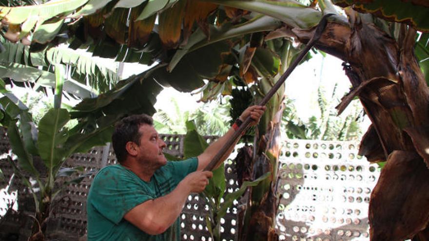 El agricultor Pedro Padrón.