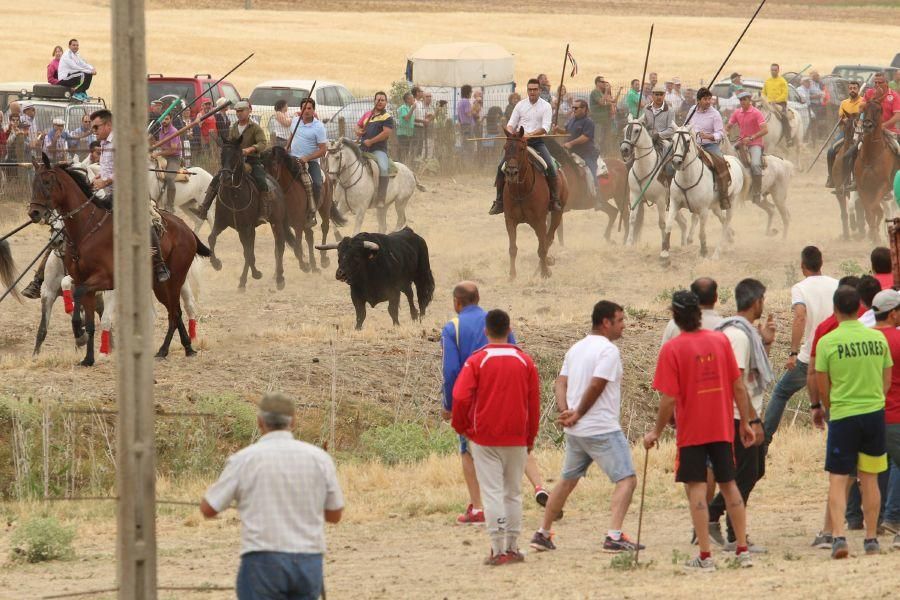 Segundo encierro taurino en Guarrate