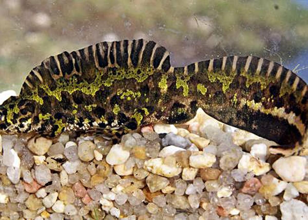 La riqueza natural de A Illa: elaboran un atlas sobre anfibios y reptiles del municipio | 5