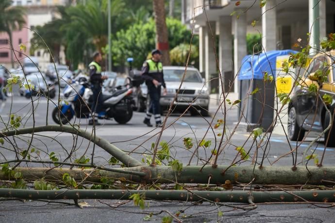 Caída de un árbol Een la calle Paseo Cayetano de Lugo,zona Presidencia del Gobierno de Canarias  | 04/02/2020 | Fotógrafo: Tony Hernández