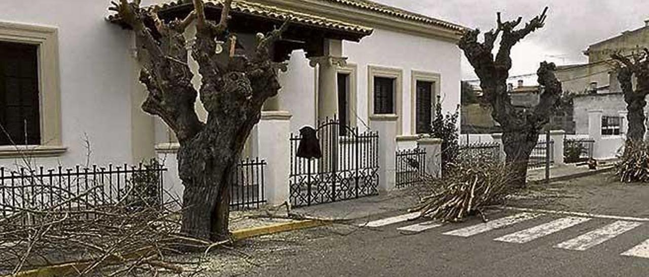 Los árboles situados ante la antigua escuela de Baix.