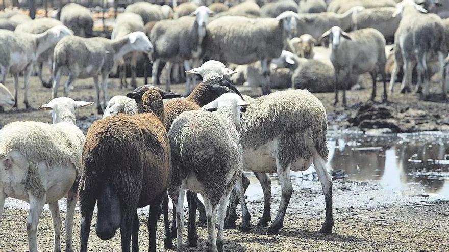 Ofrecen 1.000 euros de recompensa por indicaciones sobre el robo de 99 borregos en Córdoba