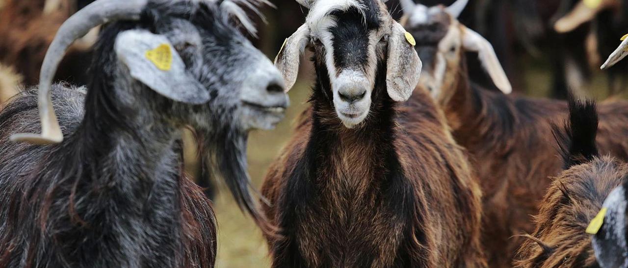 Varias cabras de una explotación ganadera de Tenerife en un imagen de archivo.