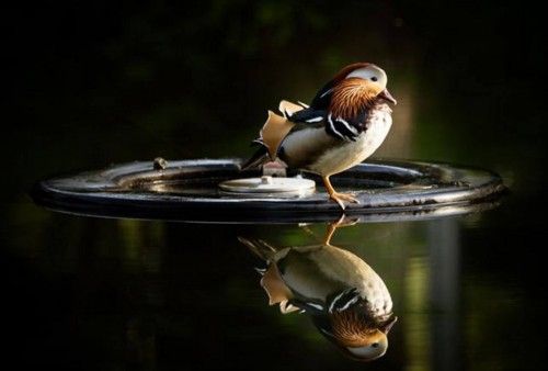 Un pájaro se refleja sobre un lago