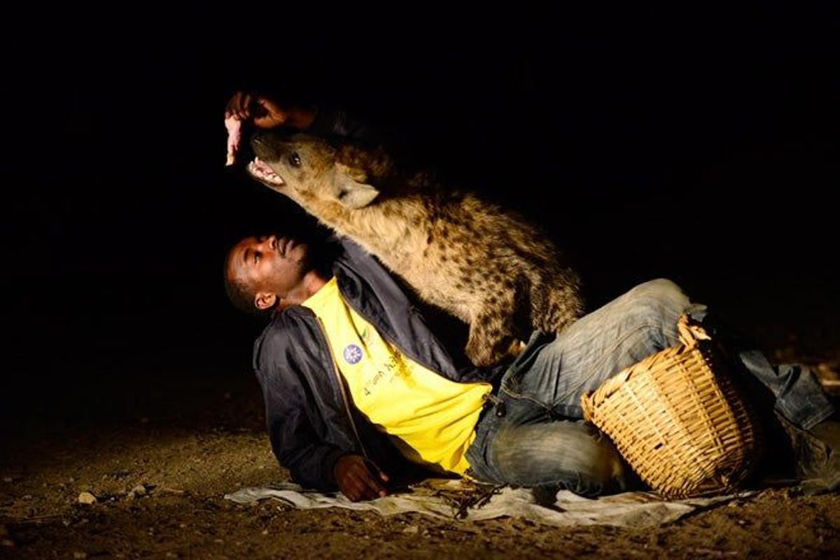 El &quot;alimentador de hienas&quot; da de comer a estos carroñeros a las afueras de Harar. Derecha, l
