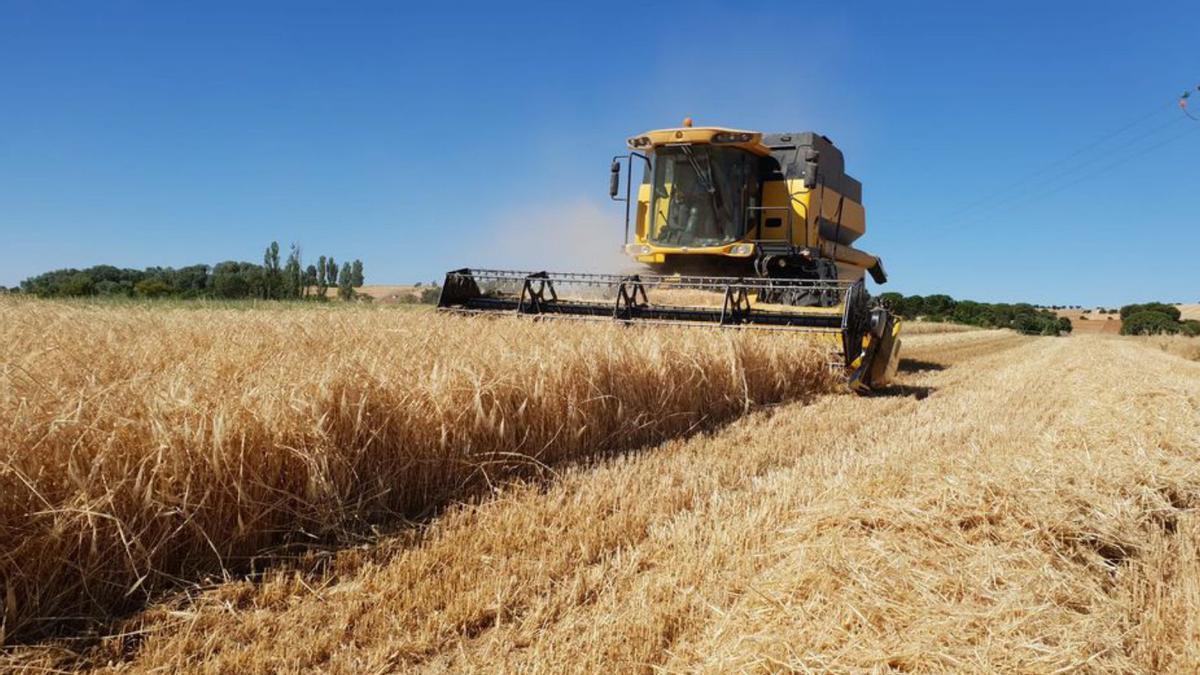 Una máquina cosecha una parcela cultivada con cereal en la provincia. |