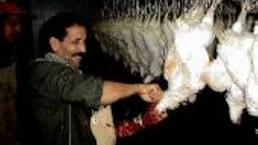 Veravic sacrifica 700 pollos a la semana según el rito musulmán