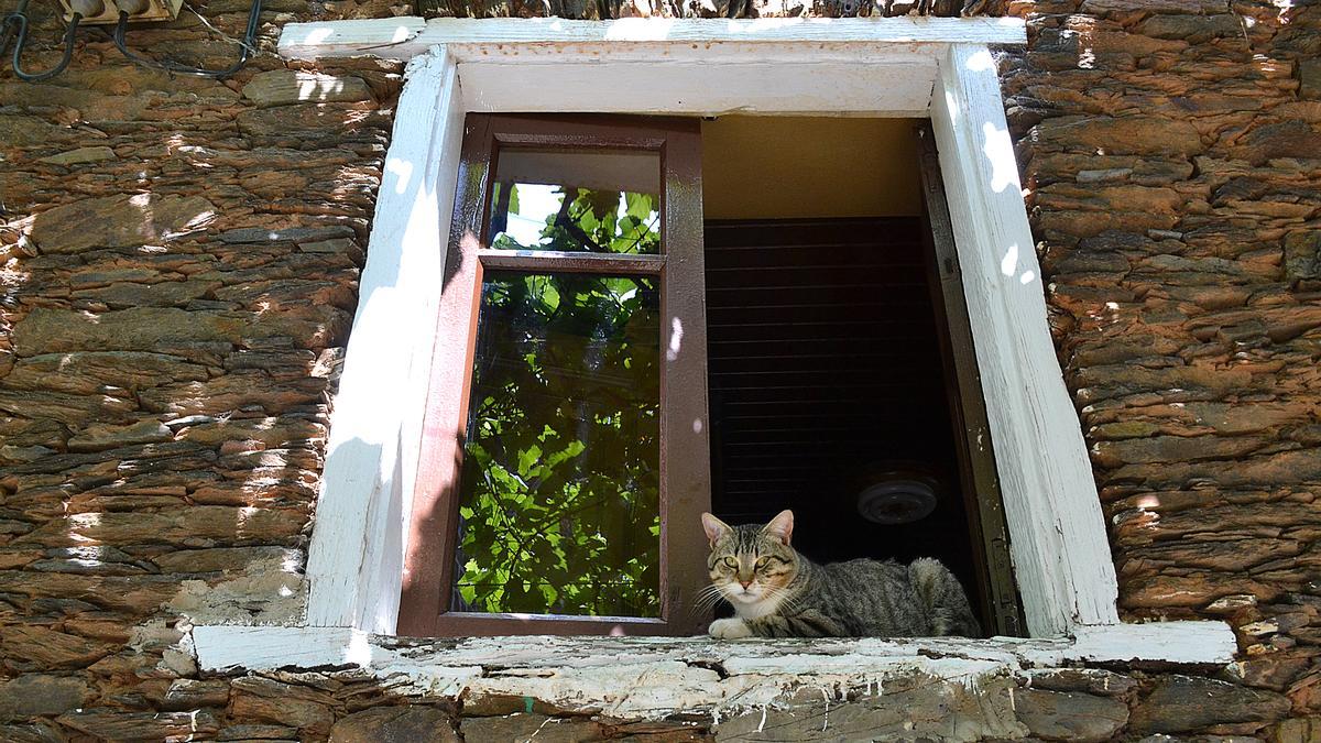 El gato de Jesús Cedrón, descansa &quot;a la fresca&quot; en la ventana de su casa.