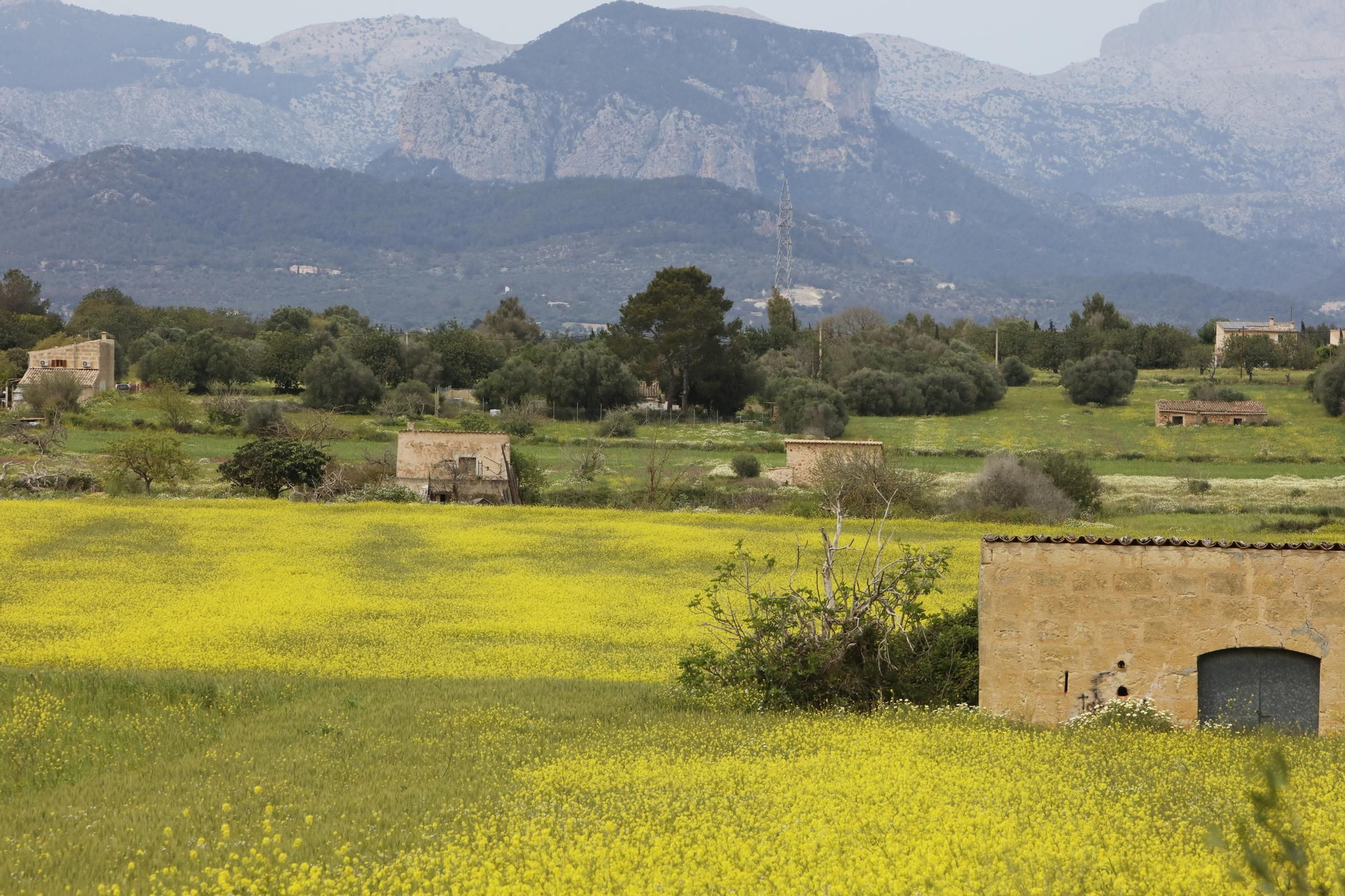 Frühling auf Mallorca: So bunt blüht es auf den Feldern der Insel