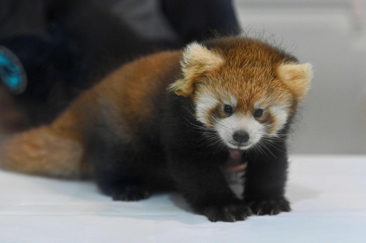 Dos cachorros de panda rojo, presentados en Yokohama