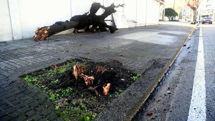 Una señal y un árbol, arrancados de madrugada en avenida do Porto