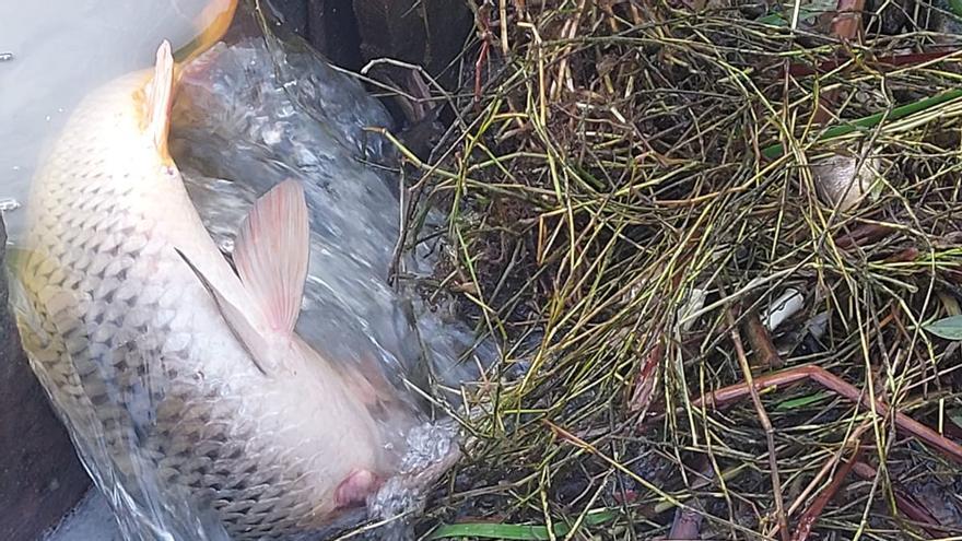 Denuncia de atentado medioambiental: aparecen centenares de peces muertos en una laguna de Felanitx