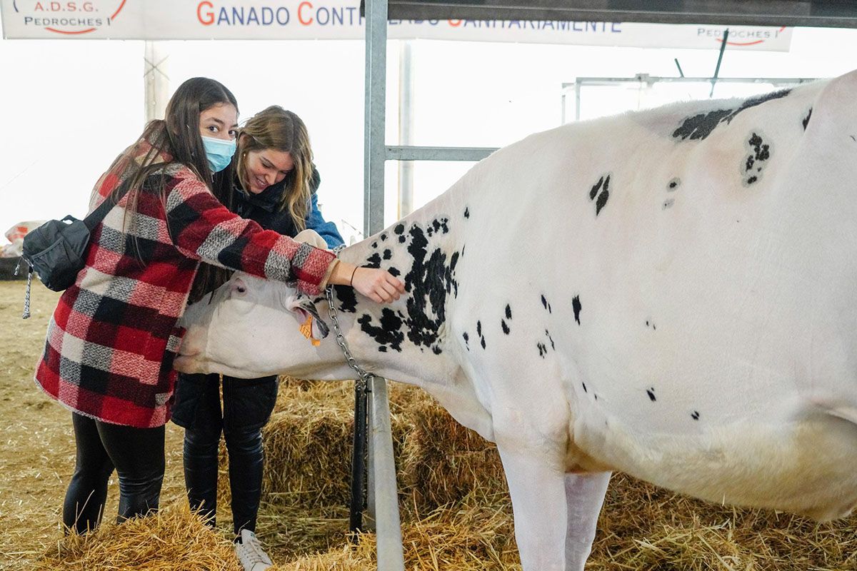 Feria de ganado vacuno frisón en Dos Torres