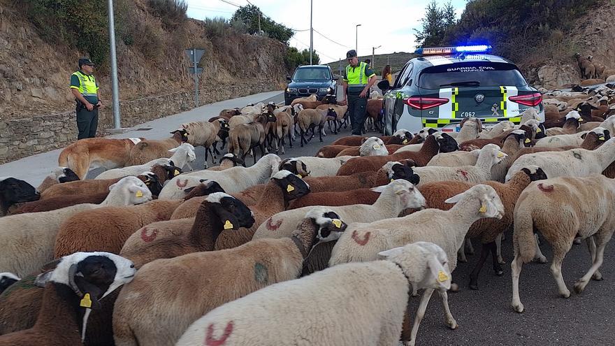 Las ovejas trashumantes atraviesan Sanabria