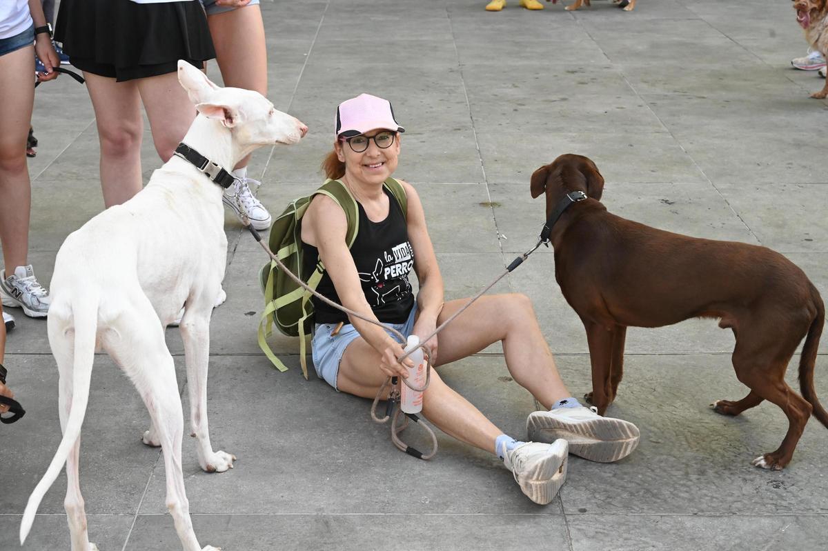 La marcha canina benéfica de Vila-real, en imágenes
