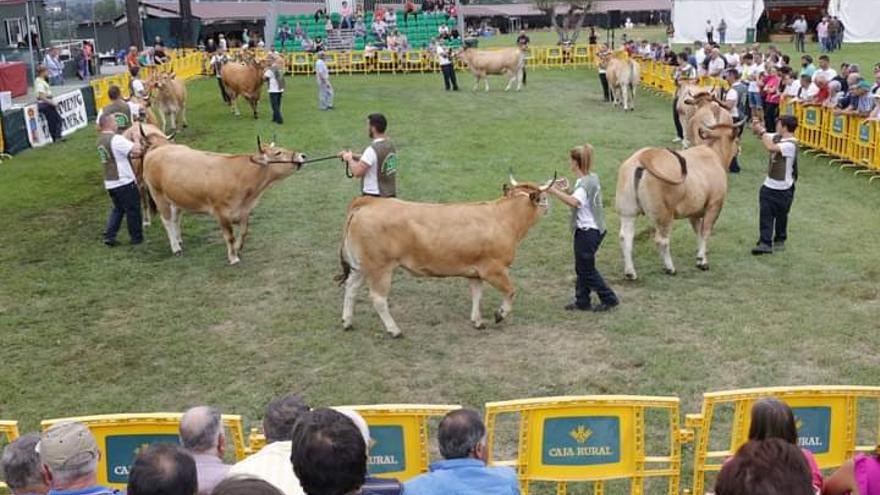 El Concurso de Ganado Vacuno de Llanera, en imágenes