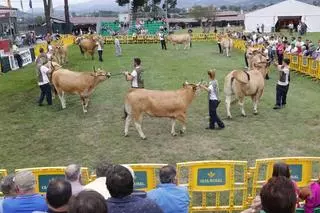 Arrastre de bueyes, pequemanejadores y la Subasta, en el programa paralelo del Concurso de Ganado Vacuno