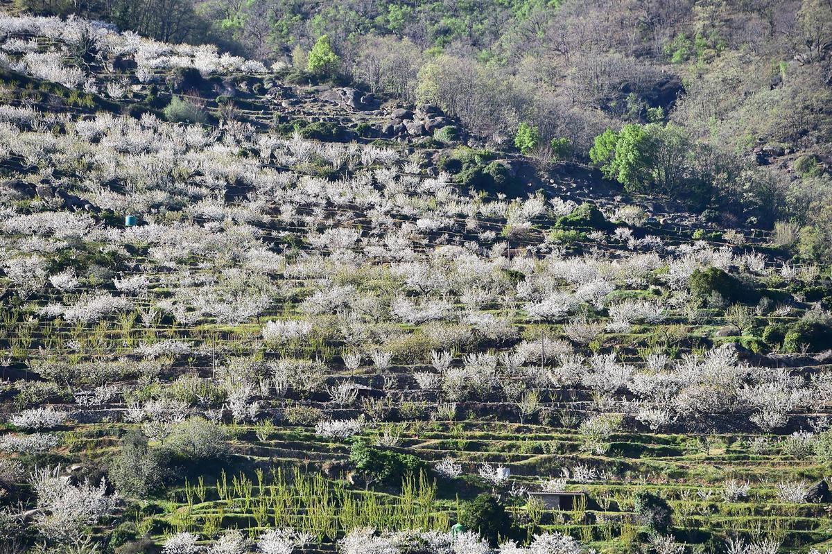 La Fiesta del Cerezo en Flor abre sus puertas en Tornavacas con un homenaje al trabajo y la resistencia del Valle del Jerte