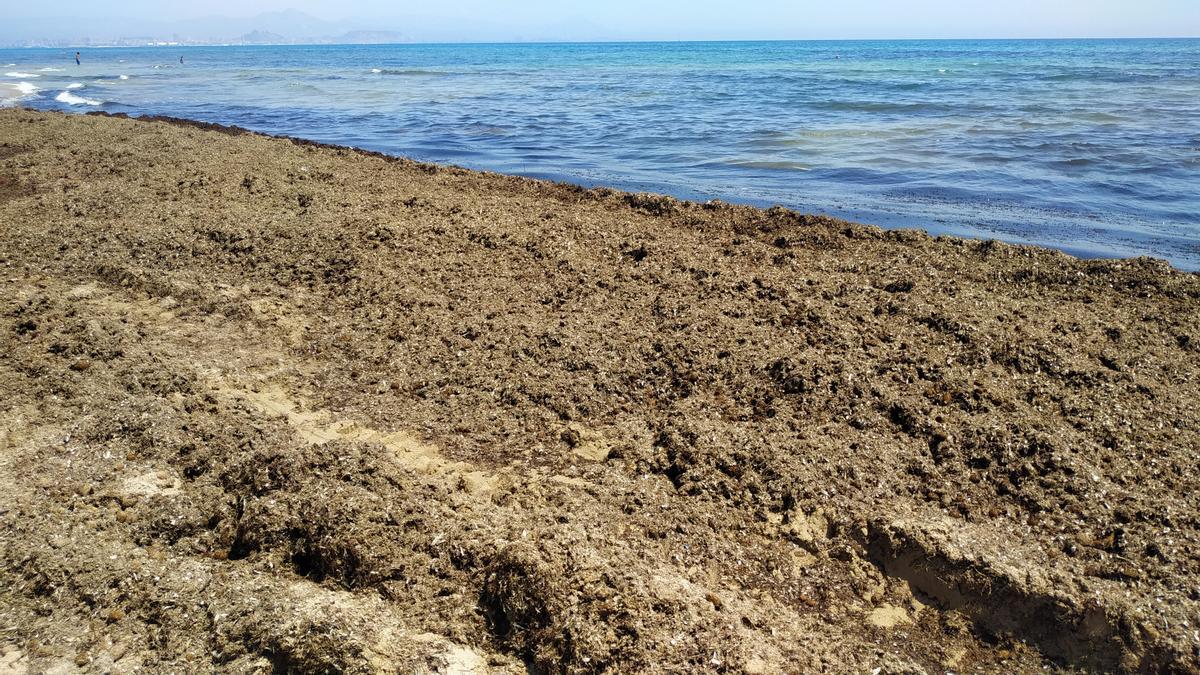 Una imagen facilitada por los vecinos de Arenales del estado en el que está la orilla de Arenales del Sol