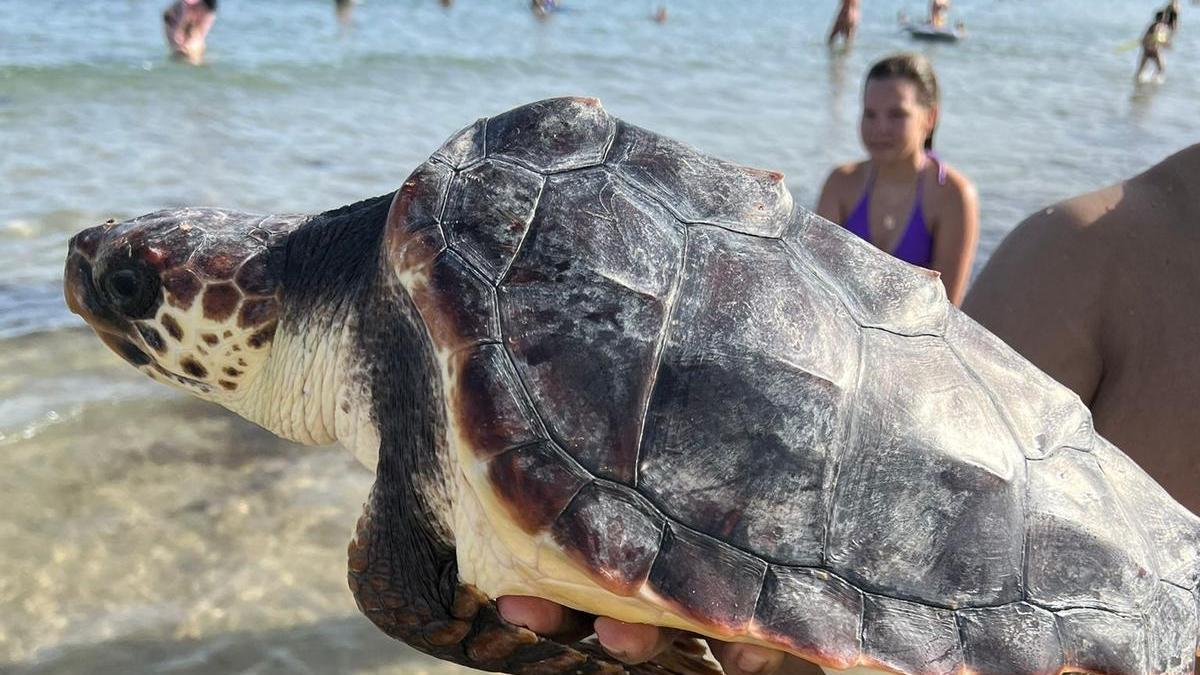 Hallan una tortuga boba en la playa de los Náufragos de Torrevieja que había sido soltada un día antes en el Mar Menor. El servicio de socorrismo ha reintroducido al animal en aguas profundas frente a Cabo Cervera