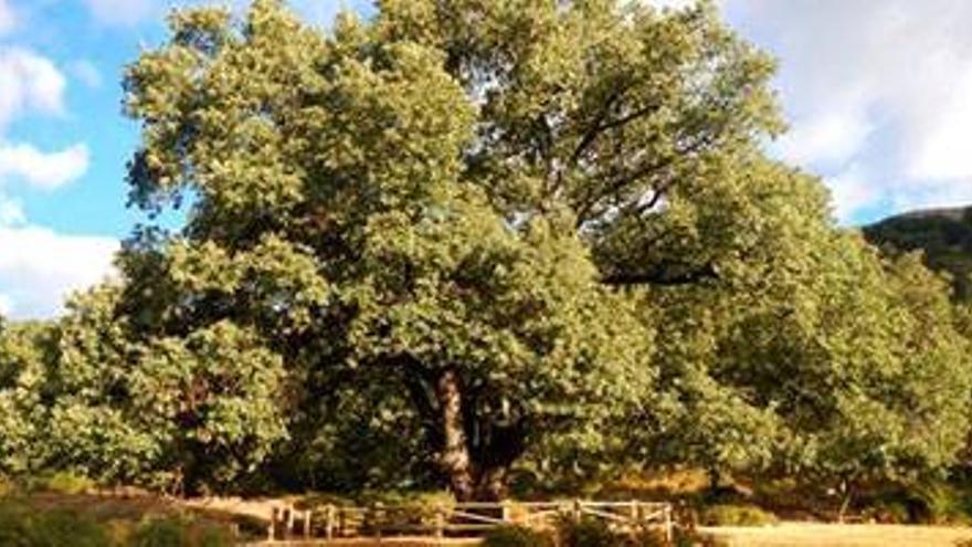 Alertan de la rotura de rama bajera en el roble más destacado de Extremadura