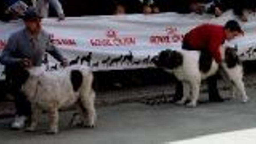 Exhibición de mastín del Pirineo