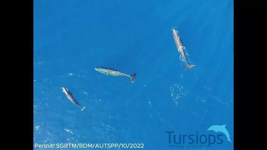 Graban por primera vez a cachalotes dándose cabezazos en el mar balear
